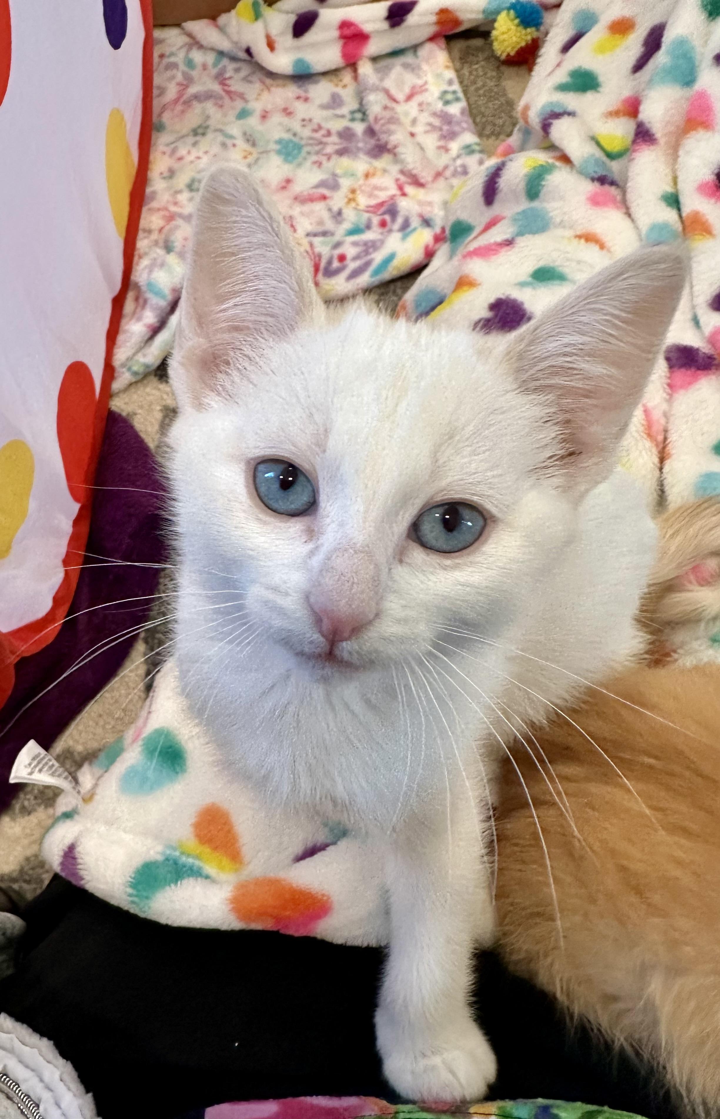 Limoncello, Adopted, Young Female Domestic Short Hair.