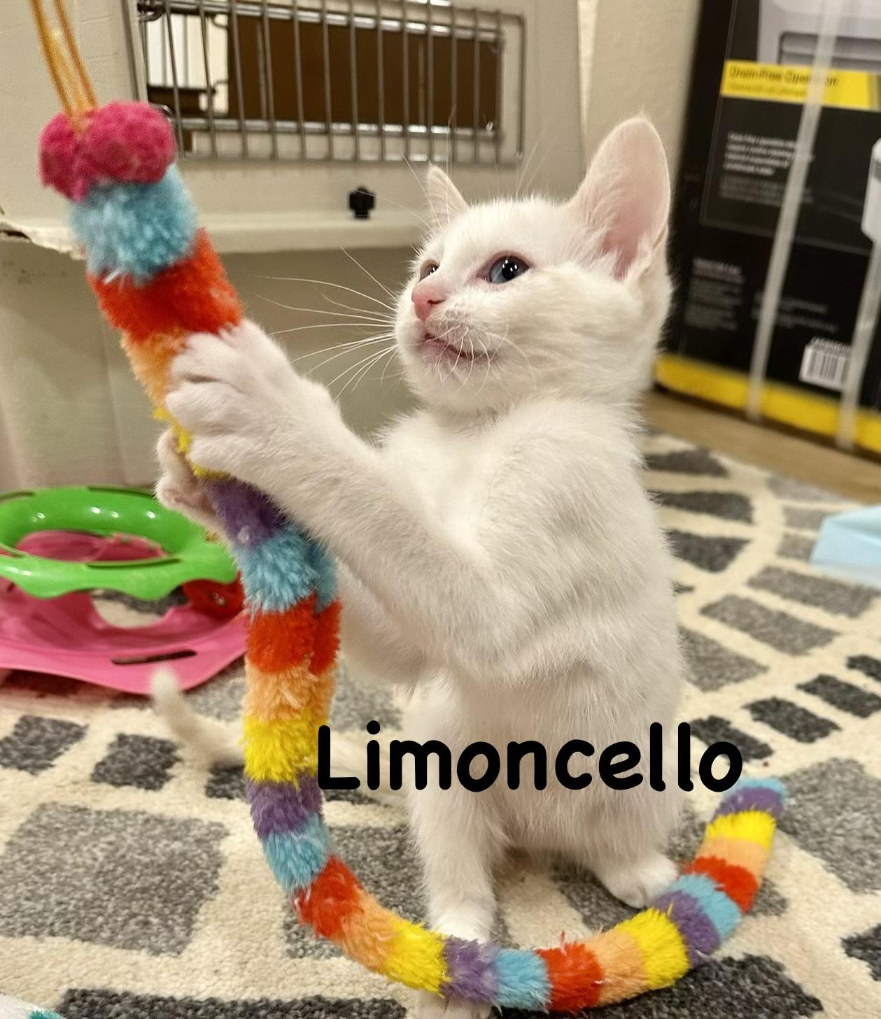 Limoncello, a Adopted Domestic Short Hair in Wasilla, AK image 2/2