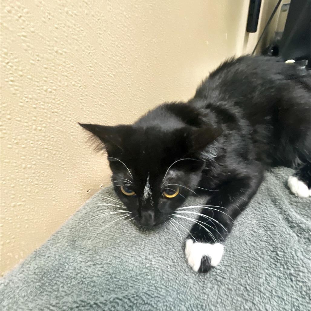 Fresa, Adoptable, Adult Female Domestic Short Hair.
