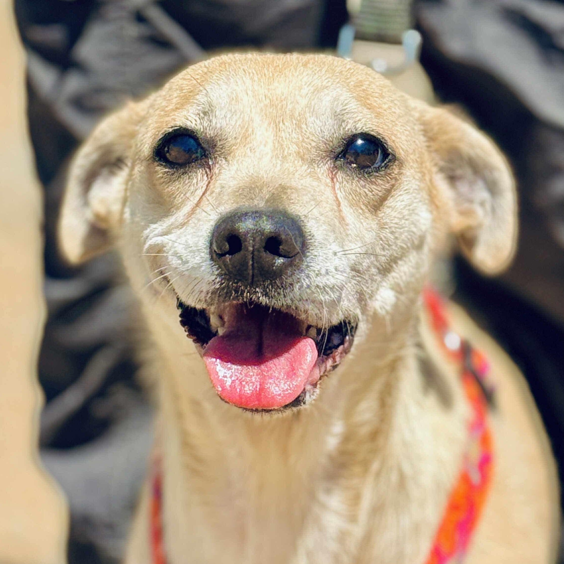 Fila, Adoptable, Adult Female Chihuahua & Shiba Inu.