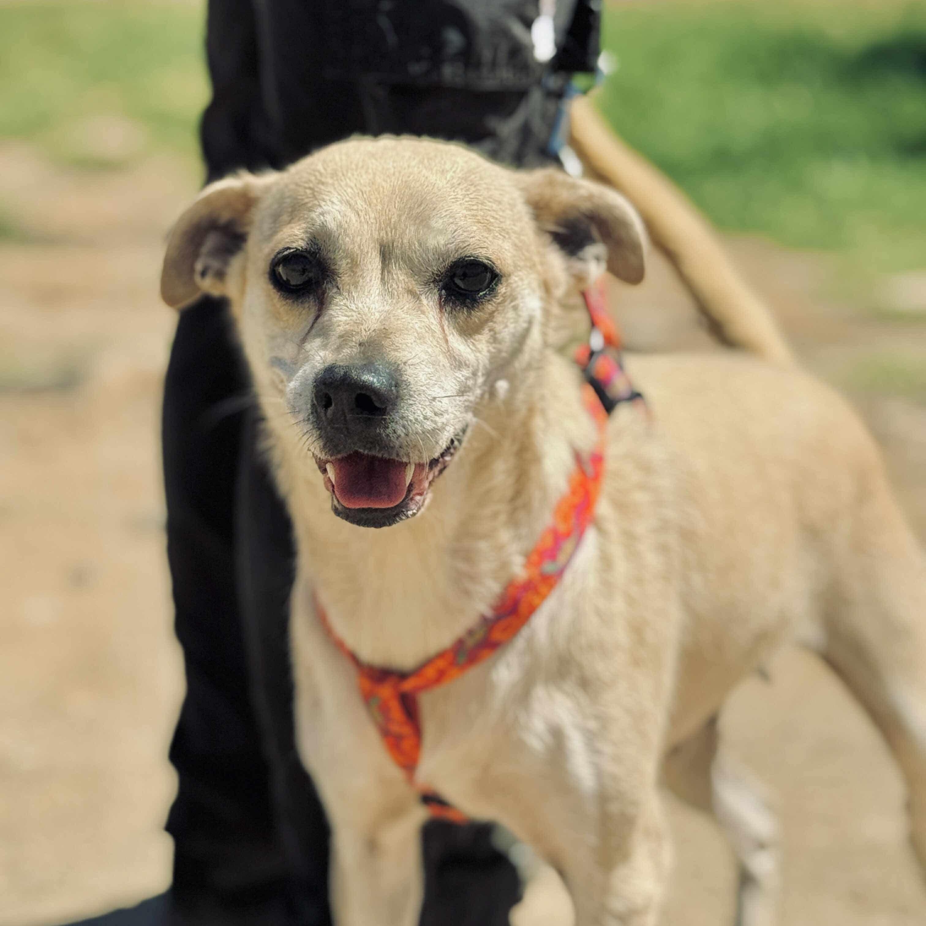 Fila, a Adoptable mixed breed image 3/5