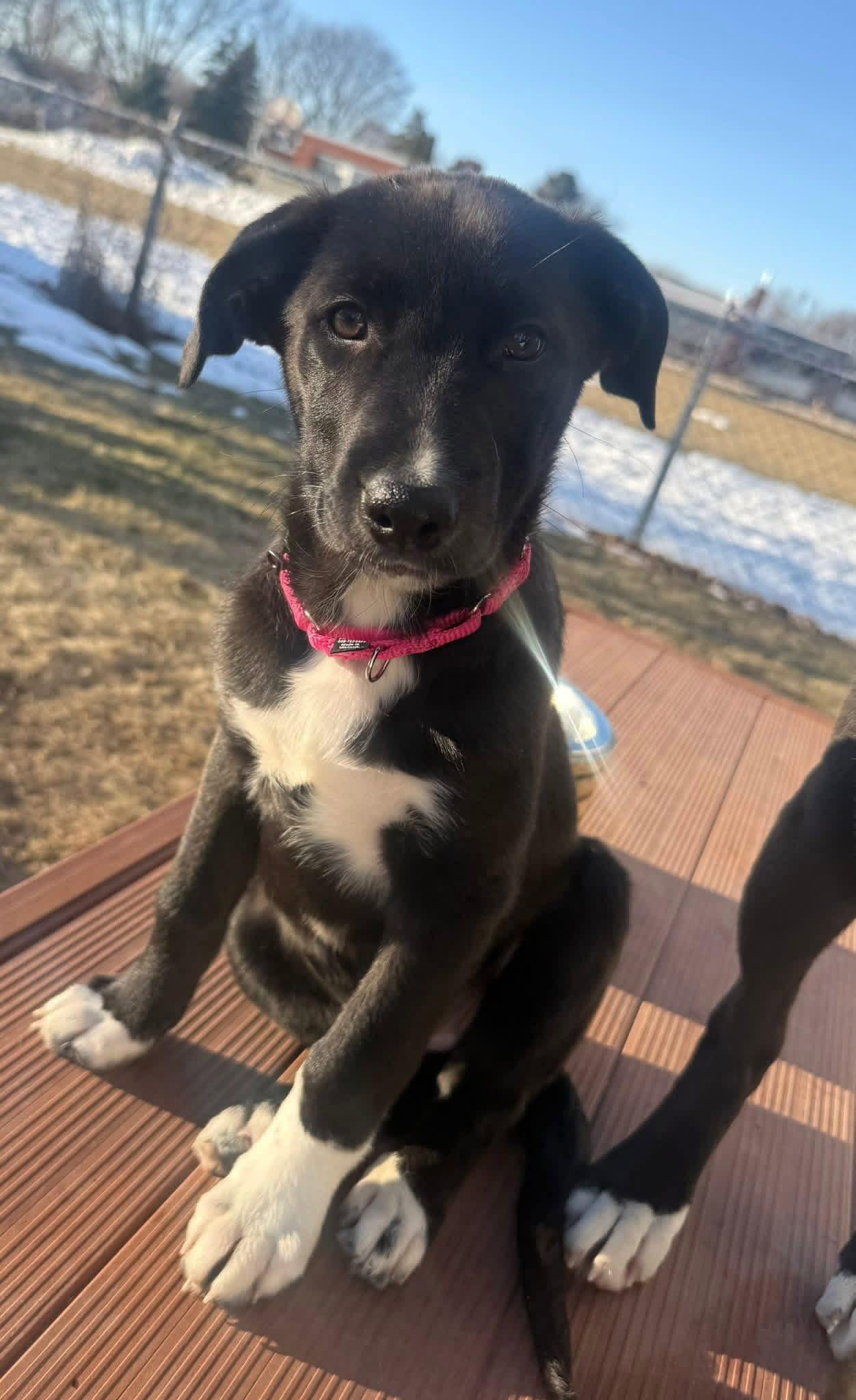 Cottontail, Adoptable, Puppy Female German Shepherd Dog & Labrador Retriever.