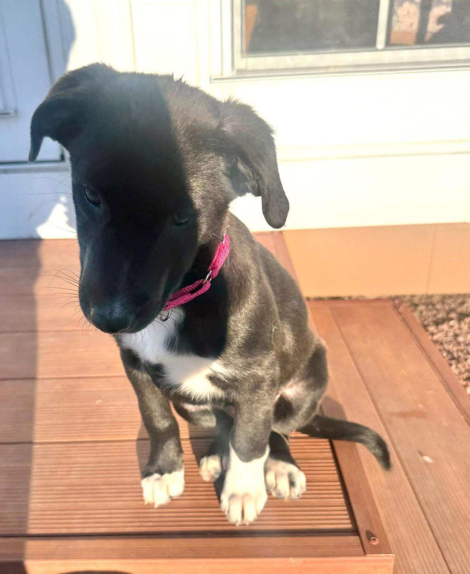 Enlarge Cottontail, a Adoptable mixed breed in New London, WI image 2/3