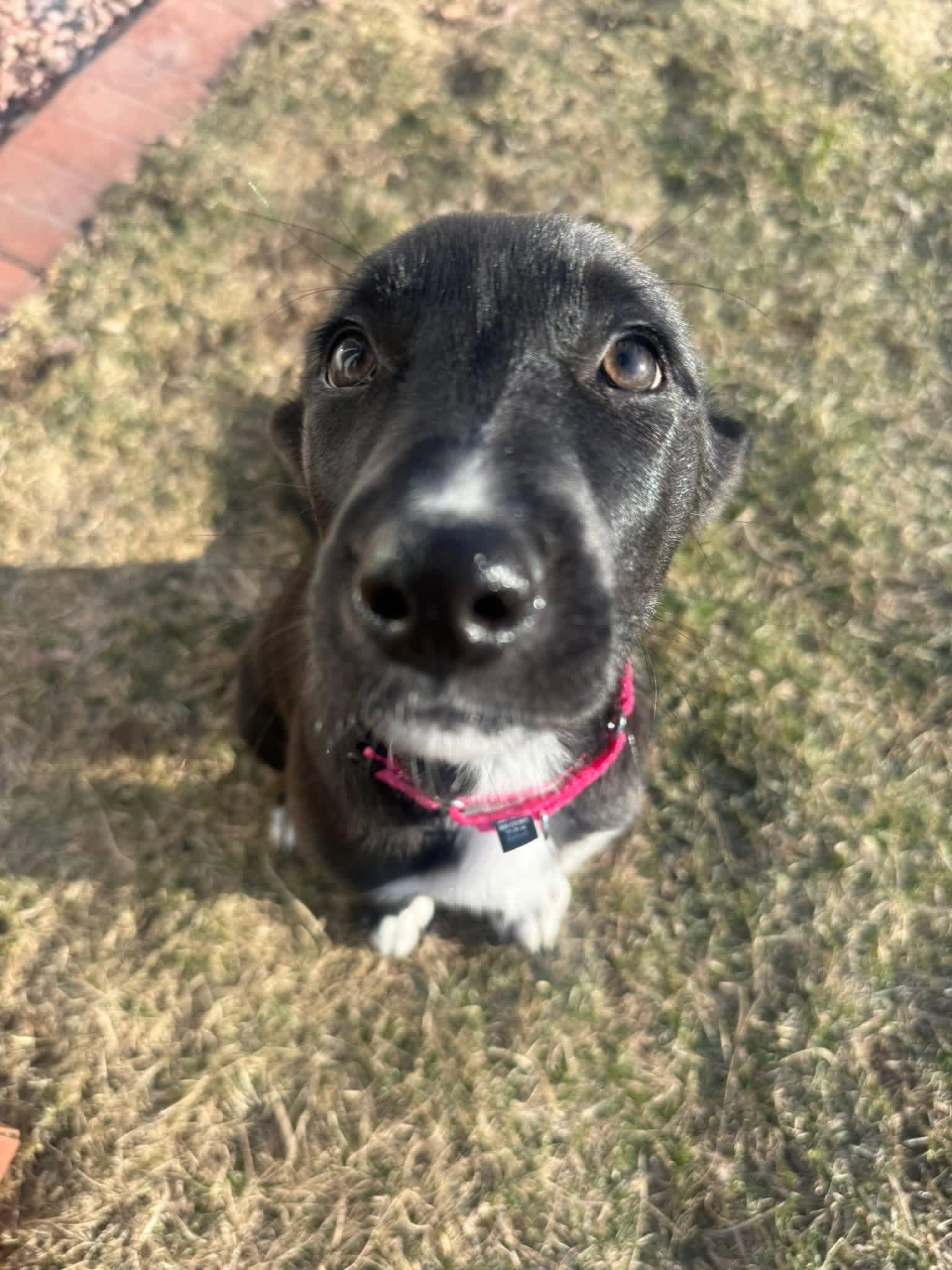 Enlarge Cottontail, a Adoptable mixed breed in New London, WI image 3/3