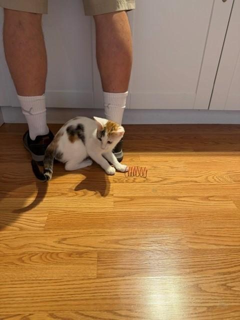 Enlarge Ferrari, a ADOPTABLE Domestic Short Hair in Mesa, AZ image 6/6