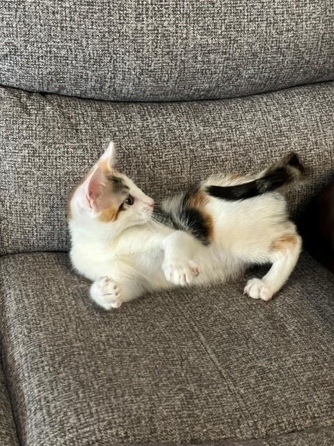 Enlarge Ferrari, a ADOPTABLE Domestic Short Hair in Mesa, AZ image 3/5