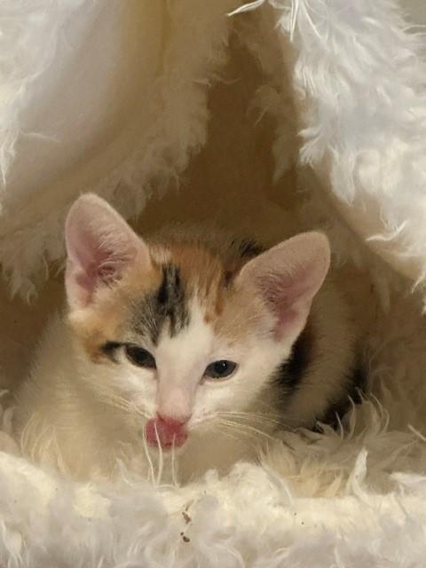 Enlarge Ferrari, a ADOPTABLE Domestic Short Hair in Mesa, AZ image 2/5