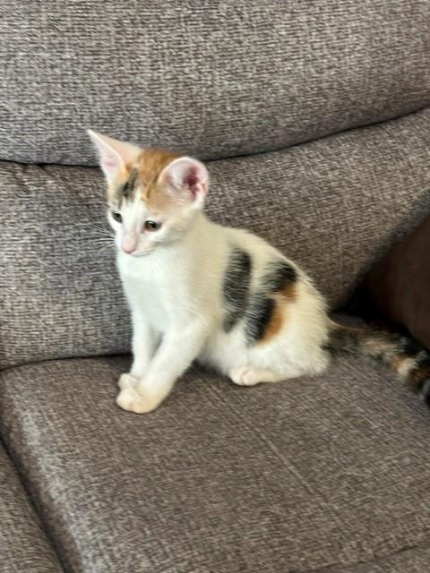 Ferrari, ADOPTABLE, Kitten Female Domestic Short Hair.