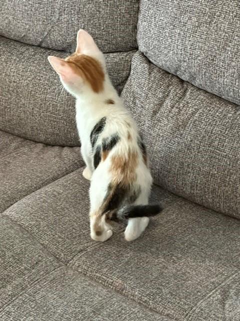 Enlarge Ferrari, a ADOPTABLE Domestic Short Hair in Mesa, AZ image 5/5