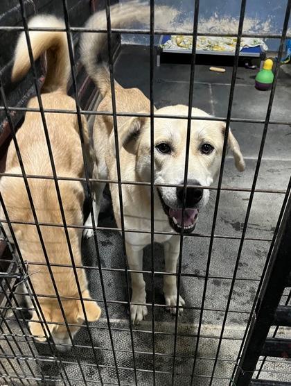 Enlarge Yeller, a ADOPTABLE mixed breed in Valley Falls, KS image 2/2