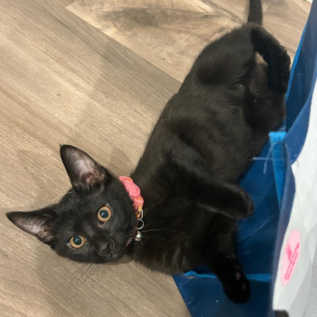 Haylee, Adoptable, Kitten Female Domestic Short Hair.