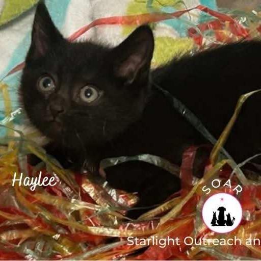 Enlarge Haylee, a Adoptable Domestic Short Hair in League City, TX image 2/2