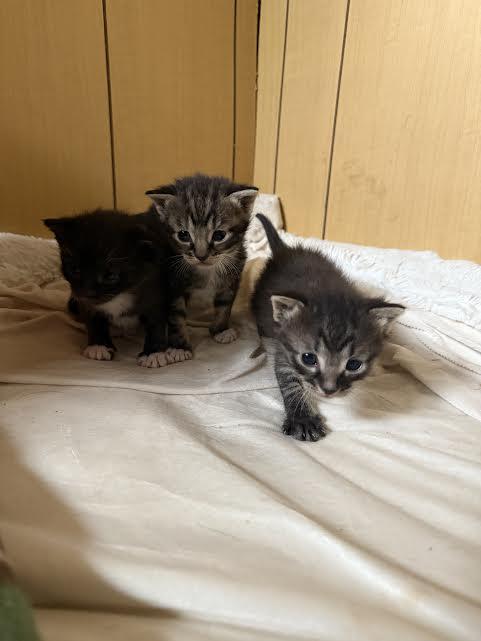 Tulip, Dewey and Ivey 5