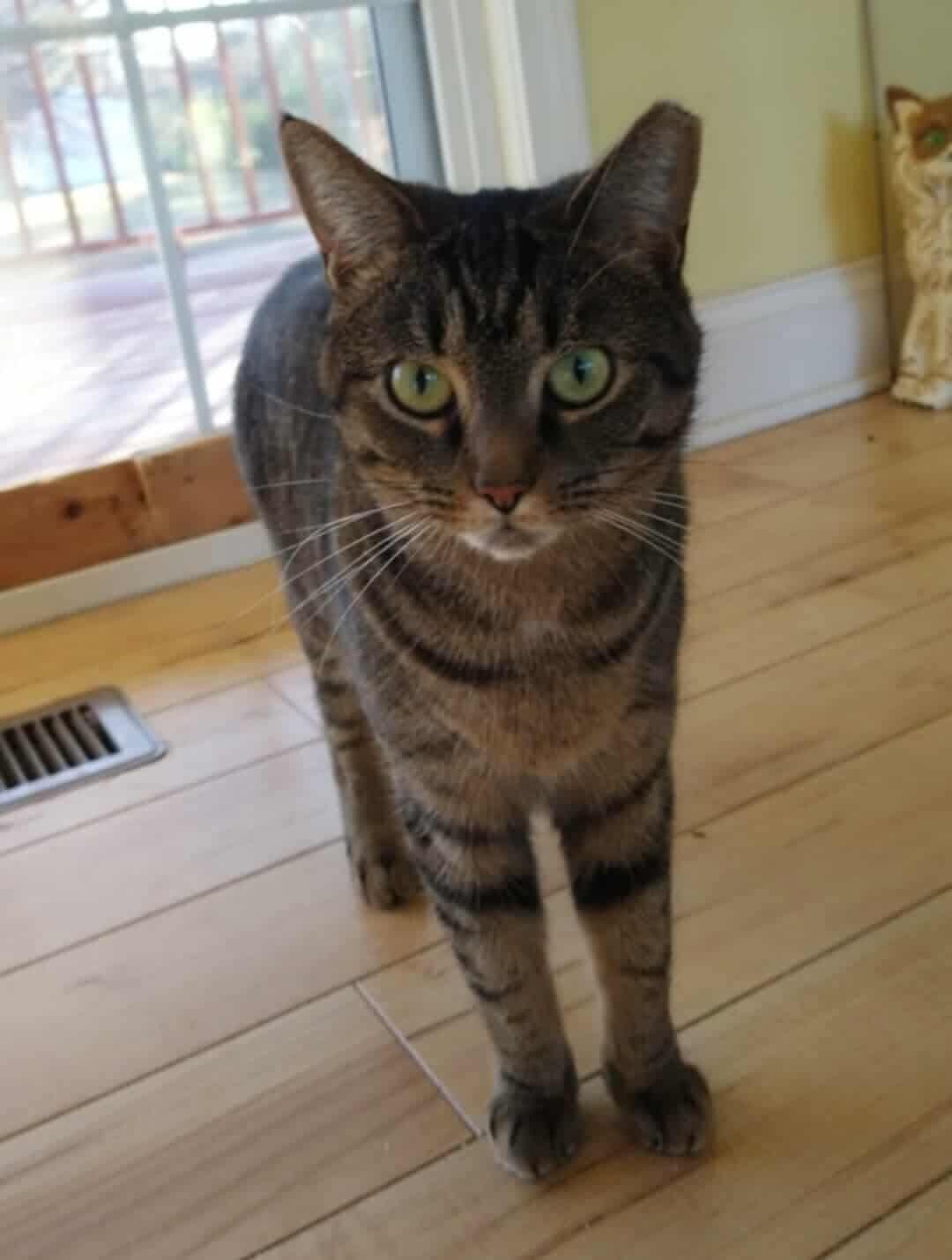Enlarge Stripes, a Adoptable Domestic Short Hair in Oakboro , NC image 1/3