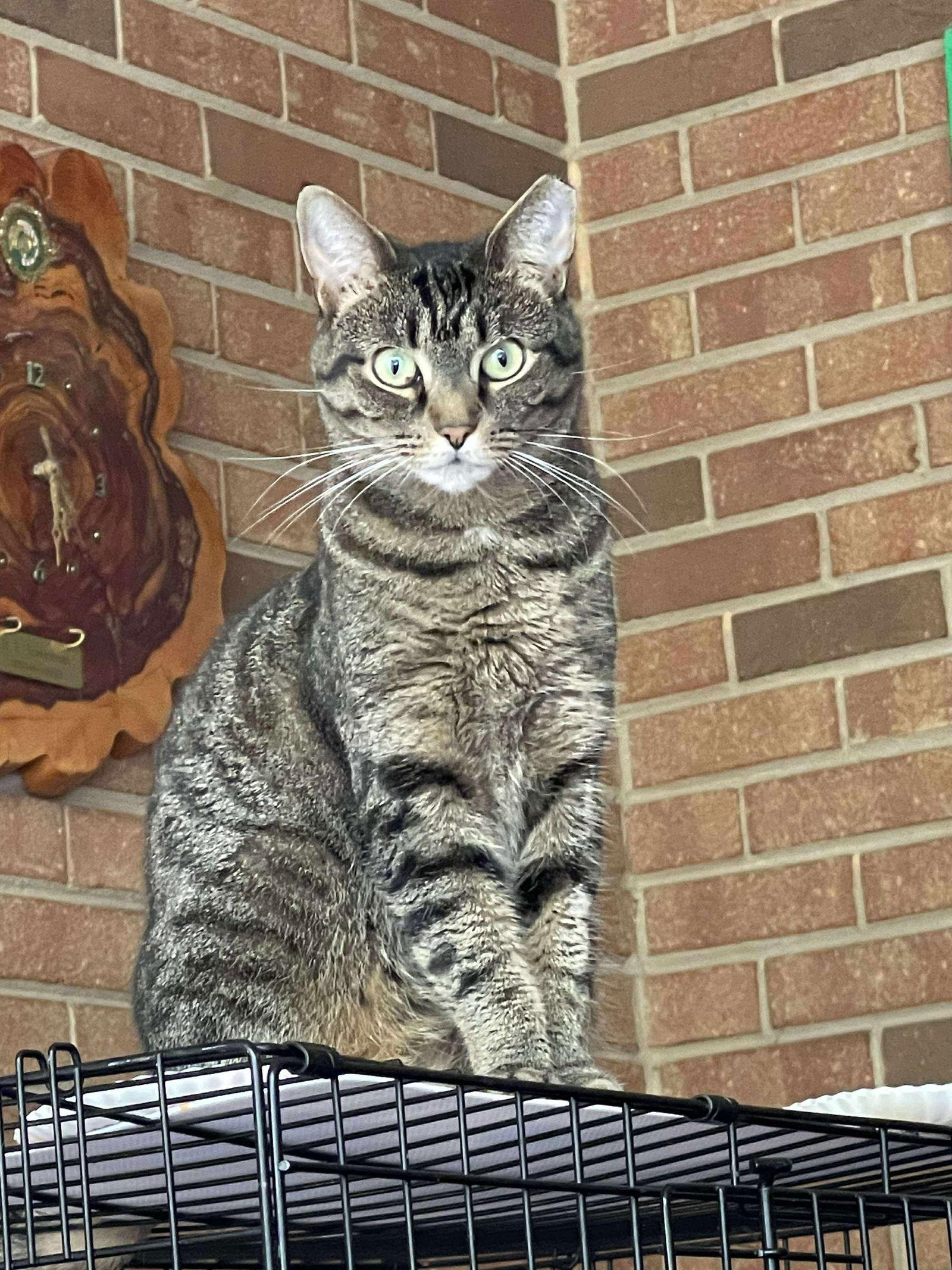 Stripes, Adoptable, Adult Female Domestic Short Hair.