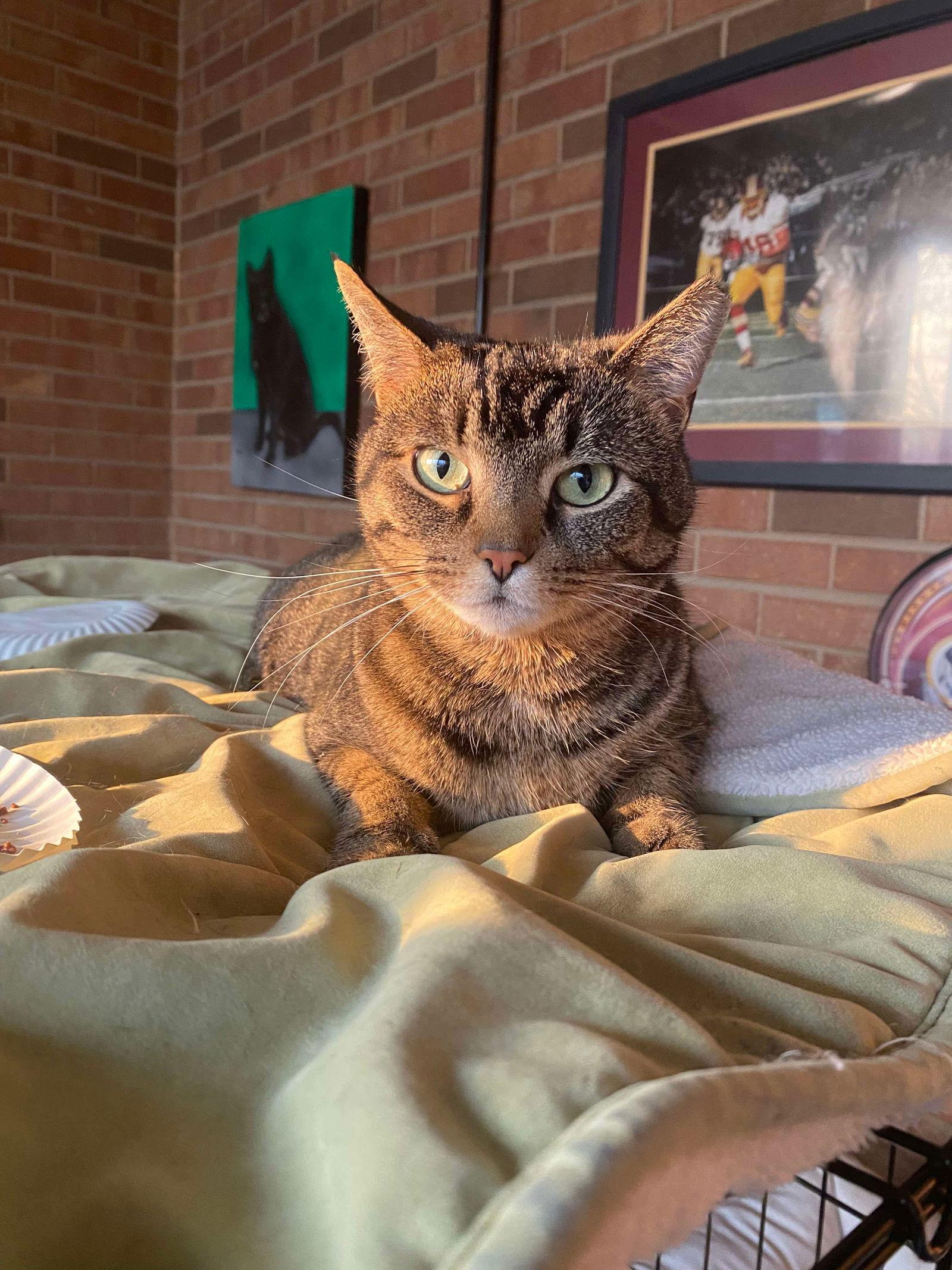 Stripes, Adoptable, Adult Female Domestic Short Hair.