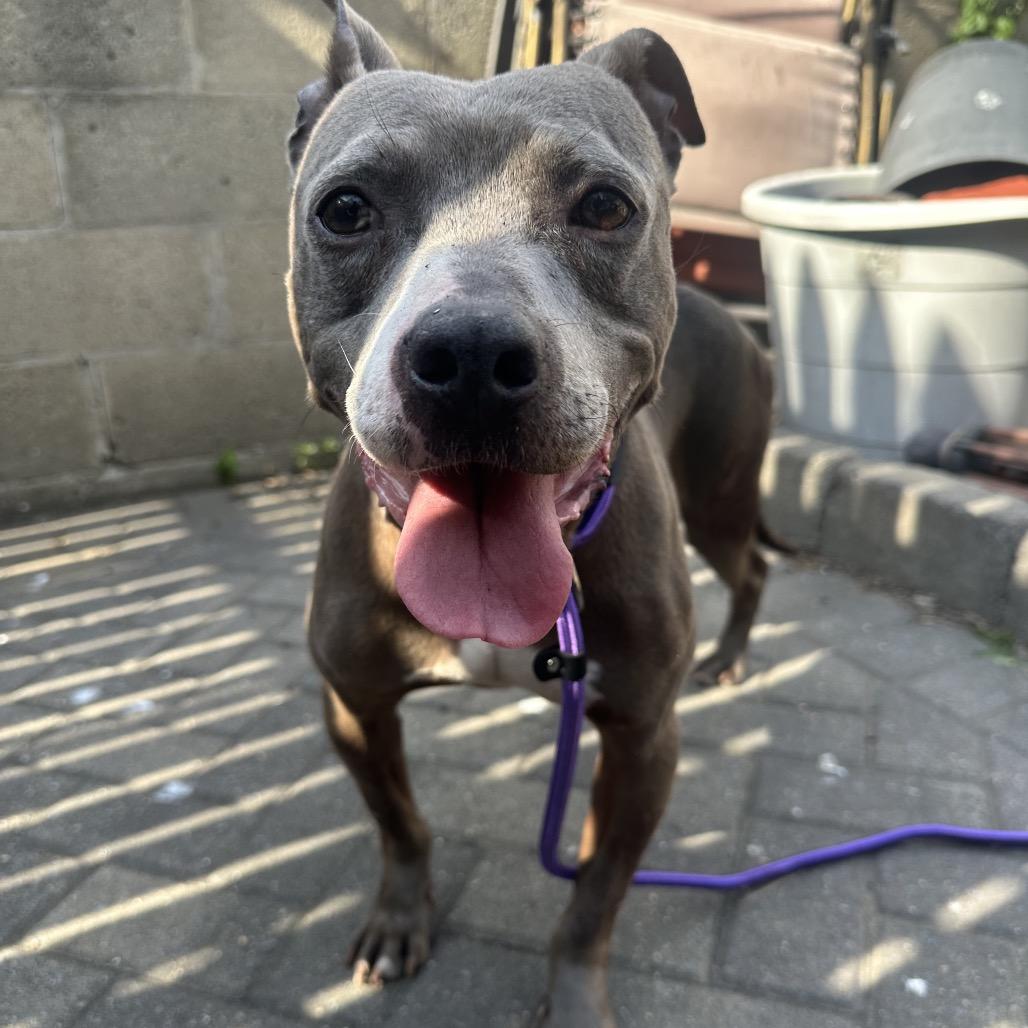 Dobby, Adoptable, Adult Male Pit Bull Terrier & Mixed Breed.