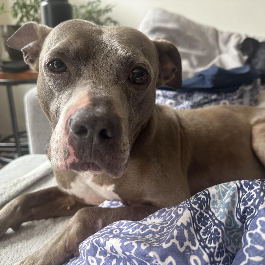 Dobby, a Adoptable mixed breed in Baltimore, MD image 2/6