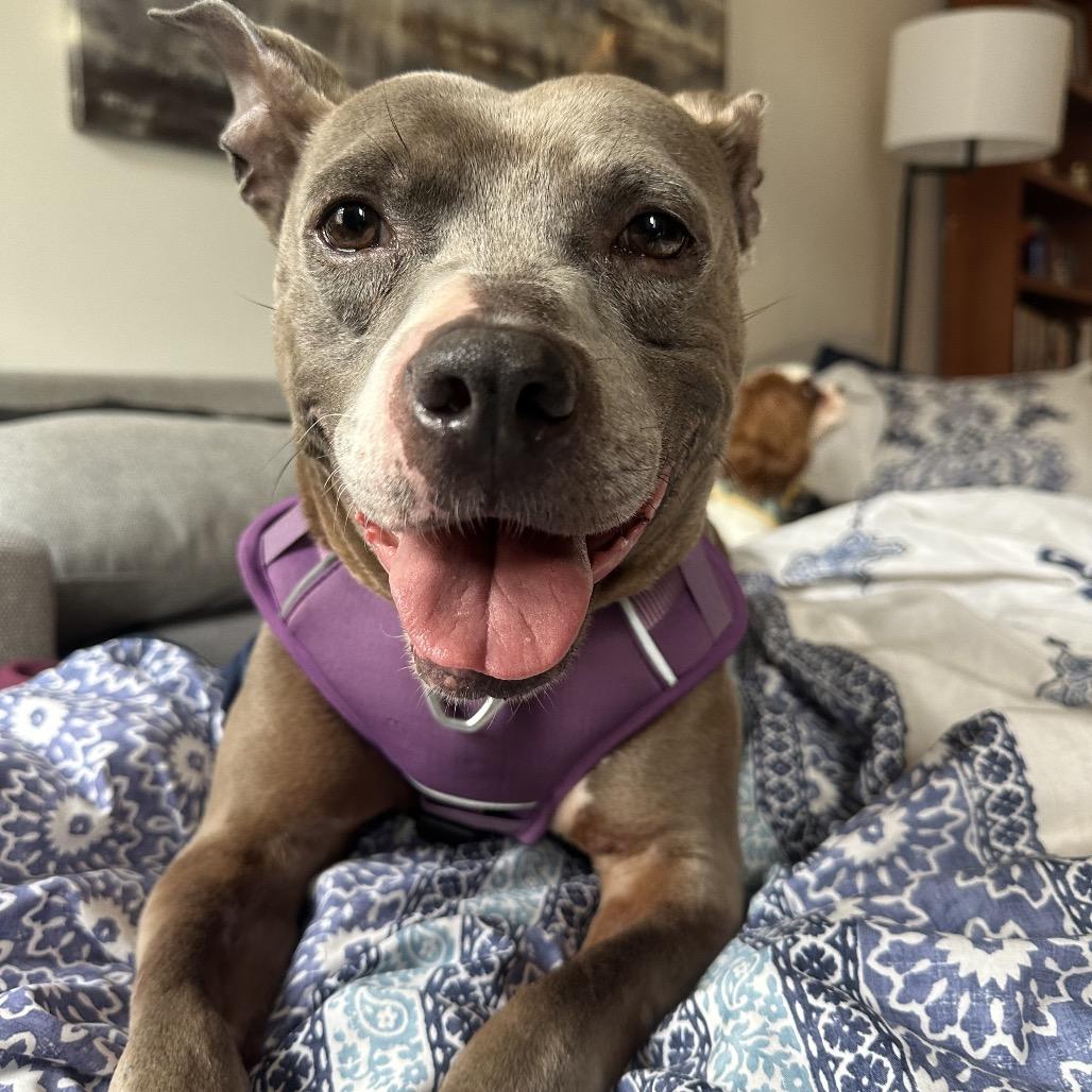 Dobby, a Adoptable mixed breed in Baltimore, MD image 3/6