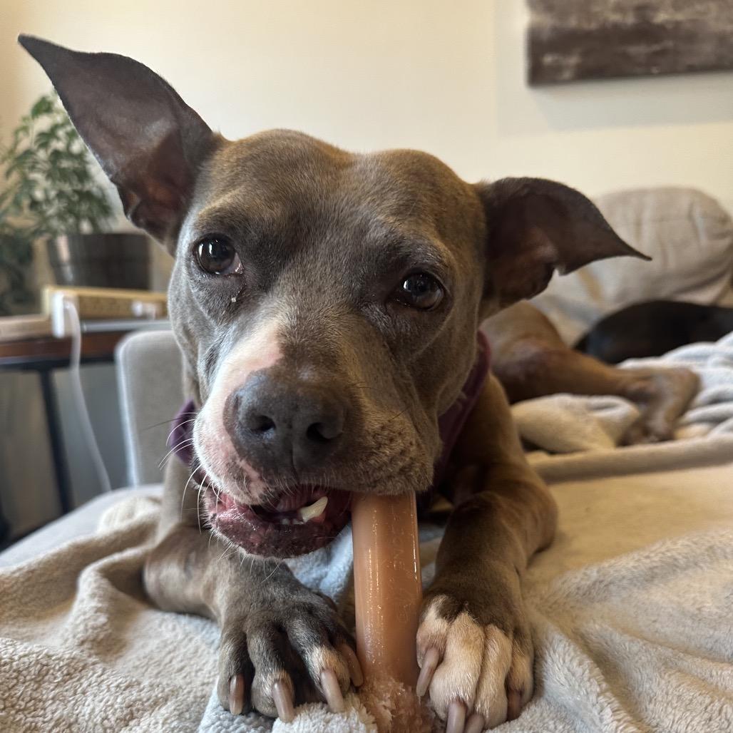 Dobby, a Adoptable mixed breed in Baltimore, MD image 4/6