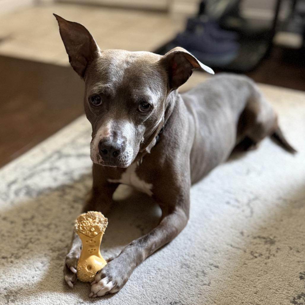 Dobby, a Adoptable mixed breed in Baltimore, MD image 5/6