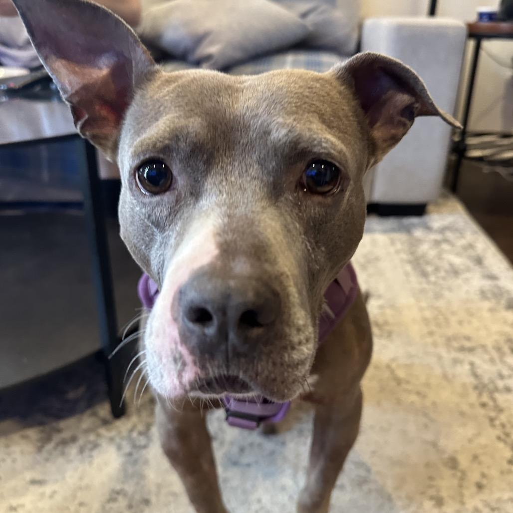 Dobby, a Adoptable mixed breed in Baltimore, MD image 6/6