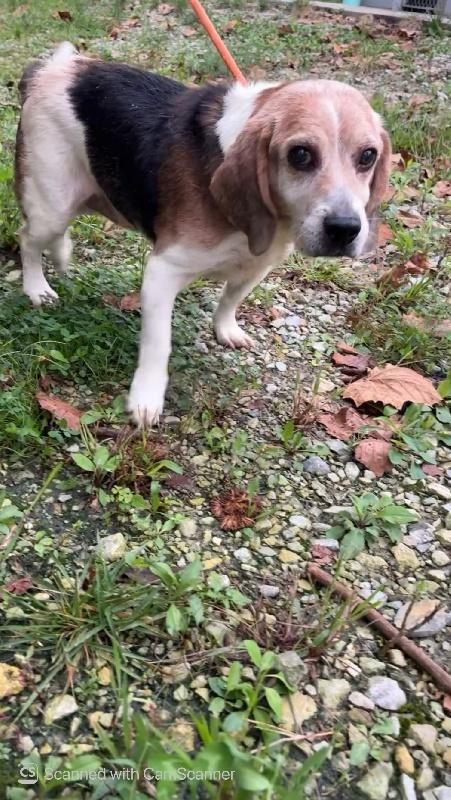 Enlarge Copper, a Adopted Beagle in Aurora, IL image 2/2
