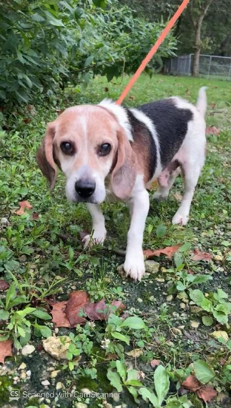 Enlarge Copper, a Adopted Beagle in Aurora, IL image 1/2