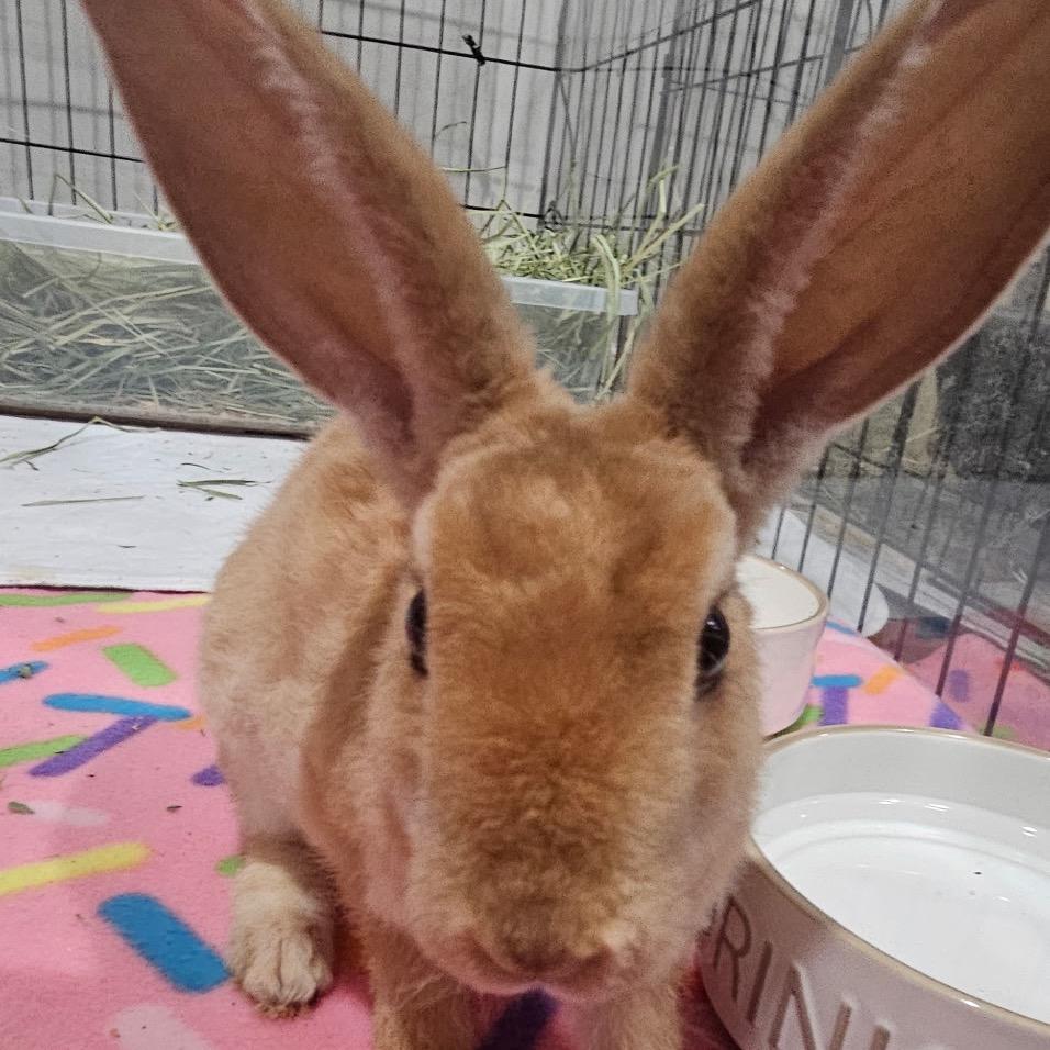 Rexy Girl, Adoptable, Baby Female Mini Rex.