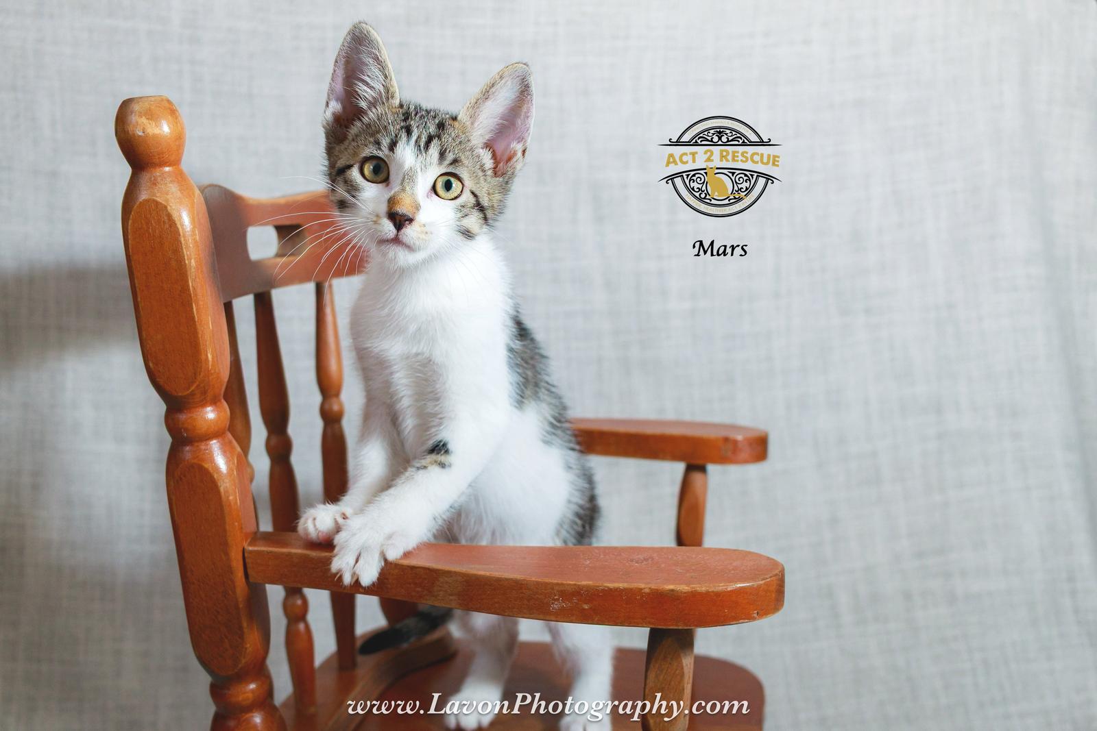 Mars, Adoptable, Young Female Domestic Short Hair.