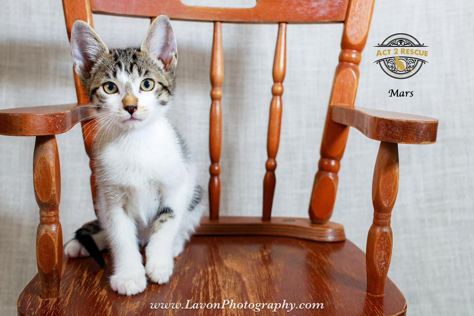 Enlarge Mars, a Adoptable Domestic Short Hair in Riverside, CA image 2/3