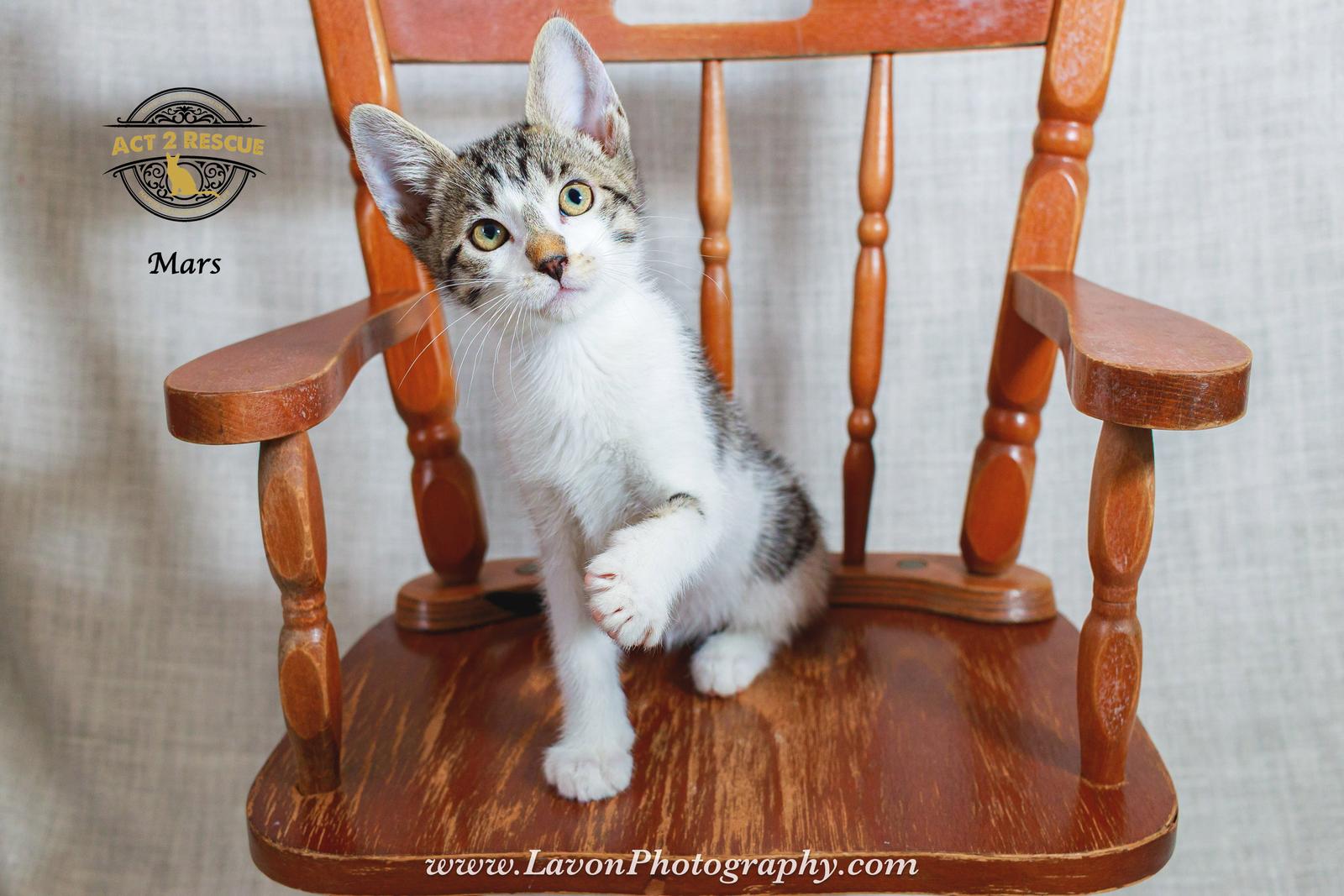 Enlarge Mars, a Adoptable Domestic Short Hair in Riverside, CA image 3/3