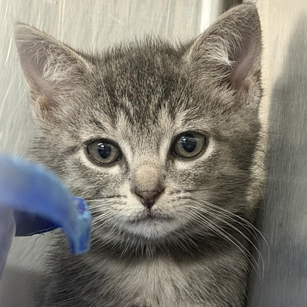 Daikon, Adoptable, Kitten Male Domestic Short Hair.