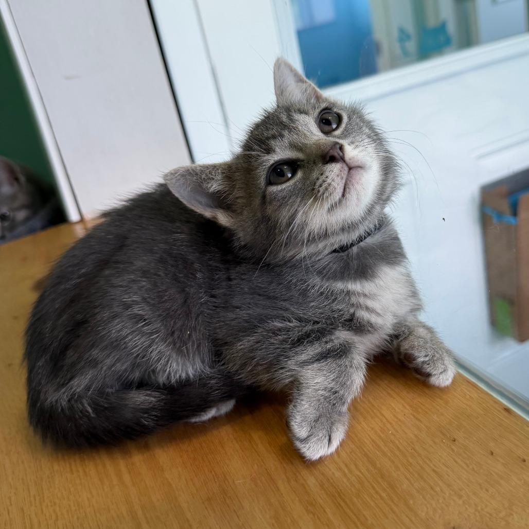 Daikon, a Adoptable Domestic Short Hair in Marion, VA image 2/4