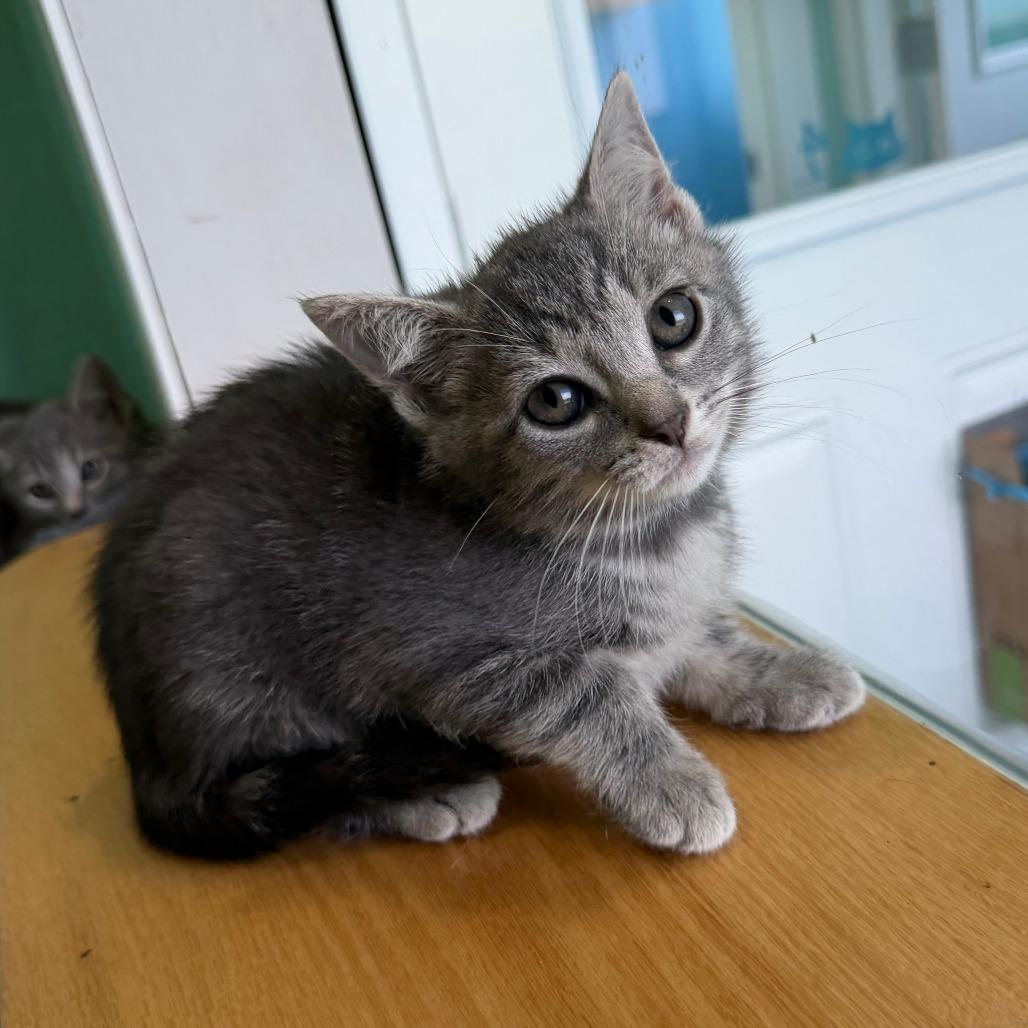 Daikon, a Adoptable Domestic Short Hair in Marion, VA image 3/4
