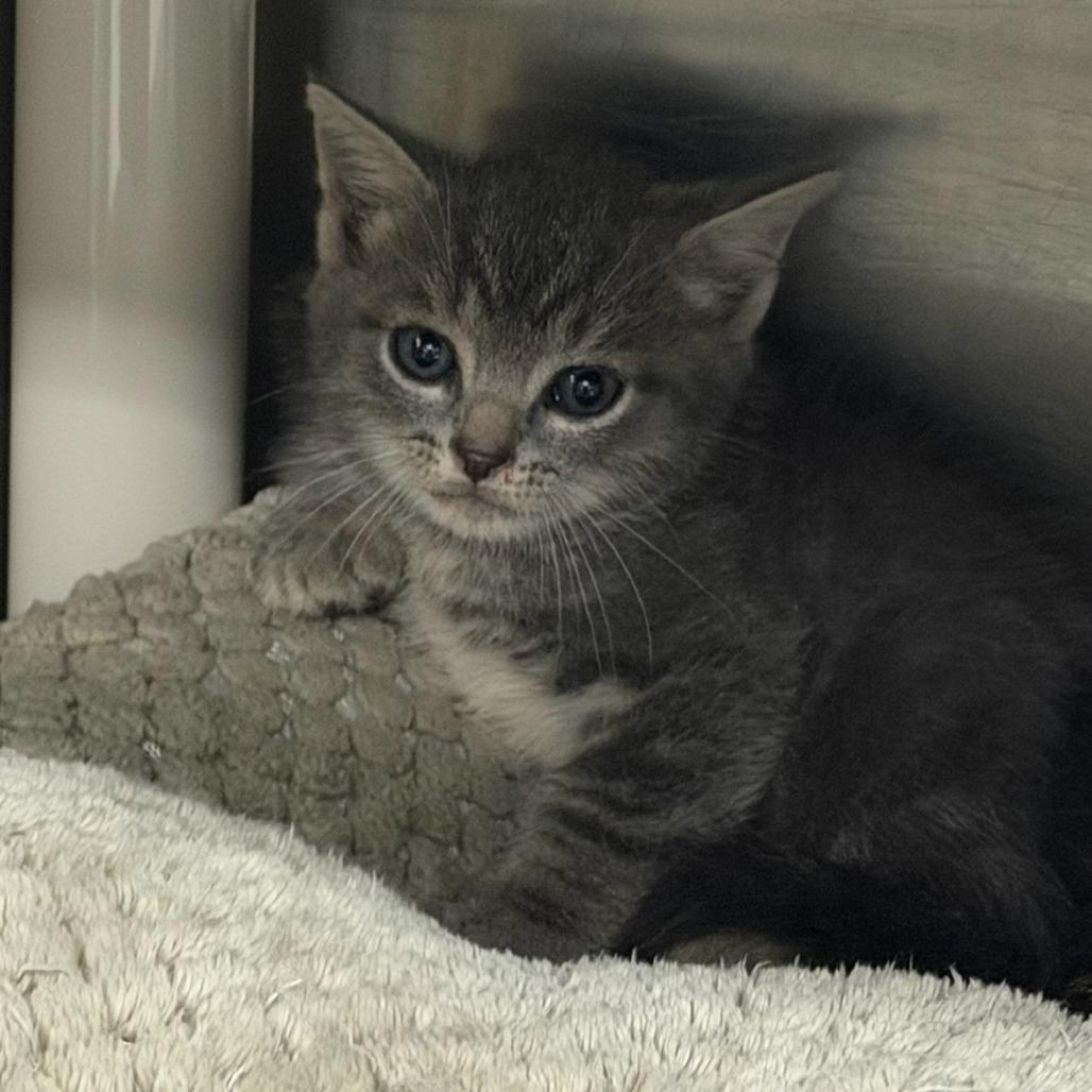 Daikon, a Adoptable Domestic Short Hair in Marion, VA image 4/4
