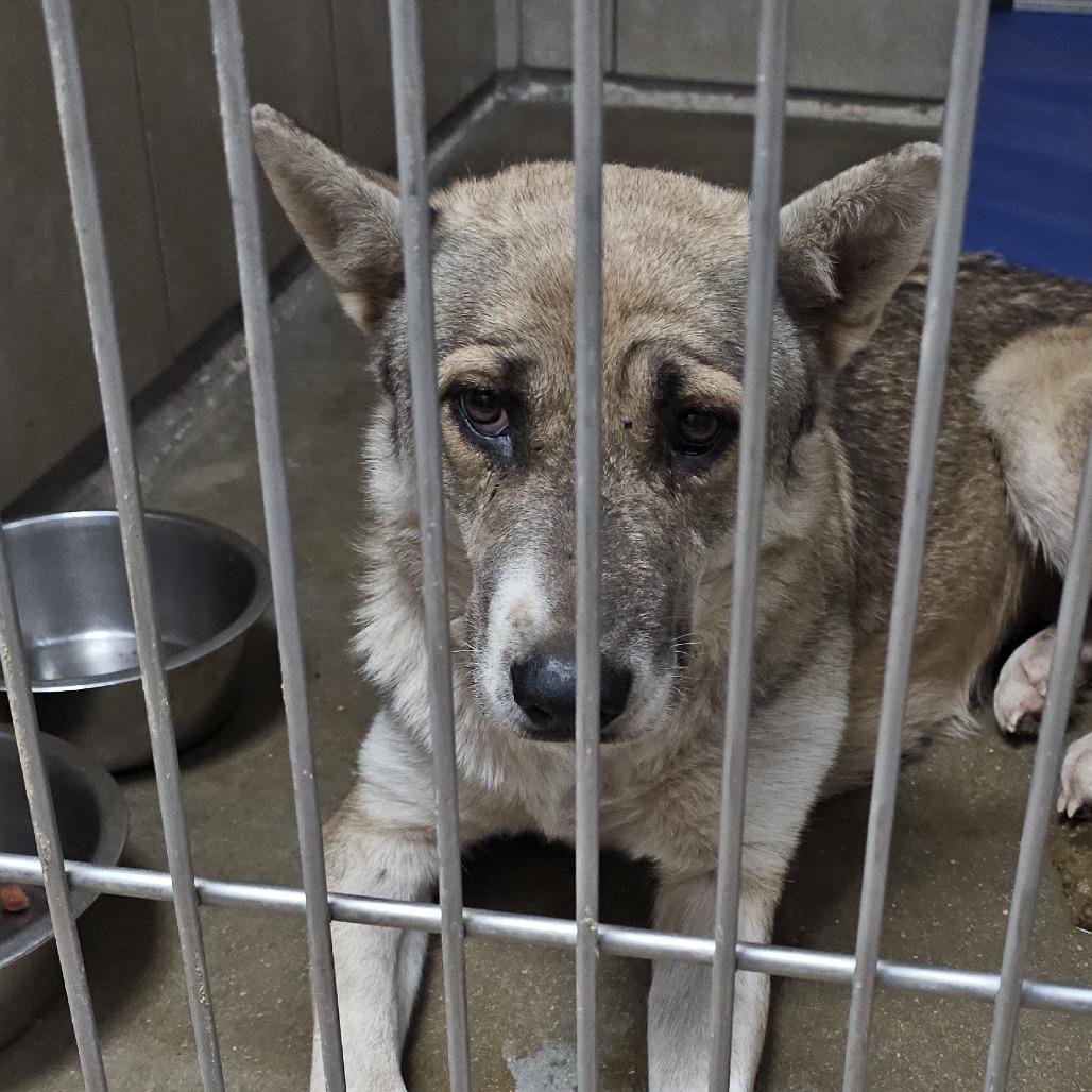 Lotus*, a Adoptable mixed breed in Eureka Springs, AR image 1/2