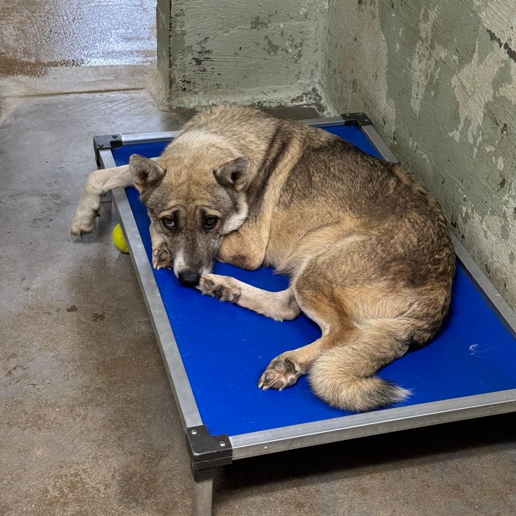 Lotus*, a Adoptable mixed breed in Eureka Springs, AR image 2/2