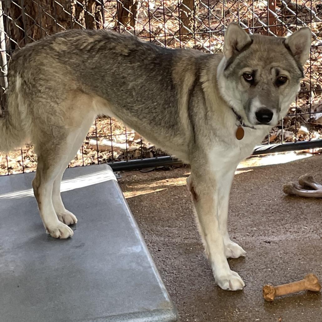 Enlarge Lotus*, a Adoptable mixed breed in Eureka Springs, AR image 3/3