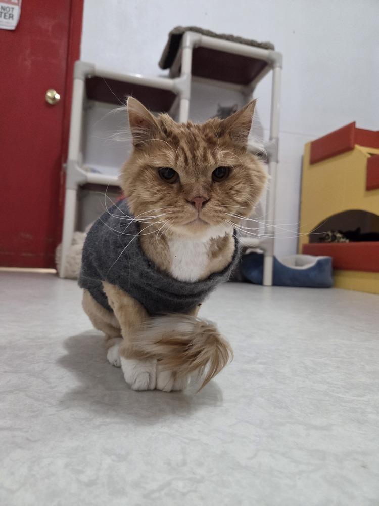 Mister Morris, Adoptable, Adult Male Tabby.