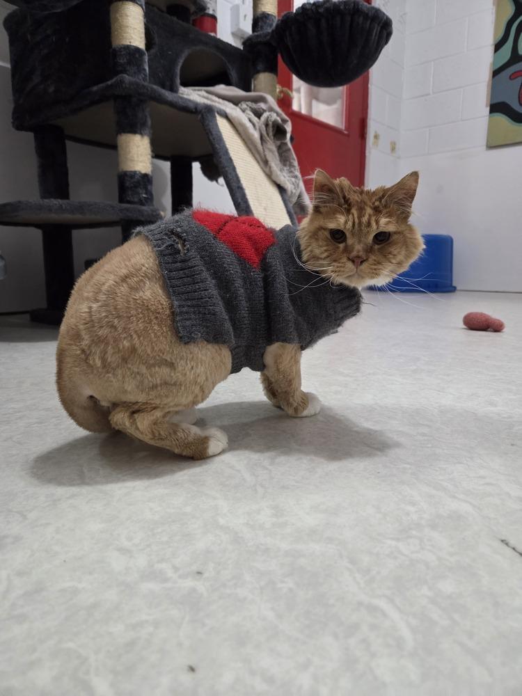 Enlarge Mister Morris, a Adoptable Tabby in Salmon, ID image 2/2