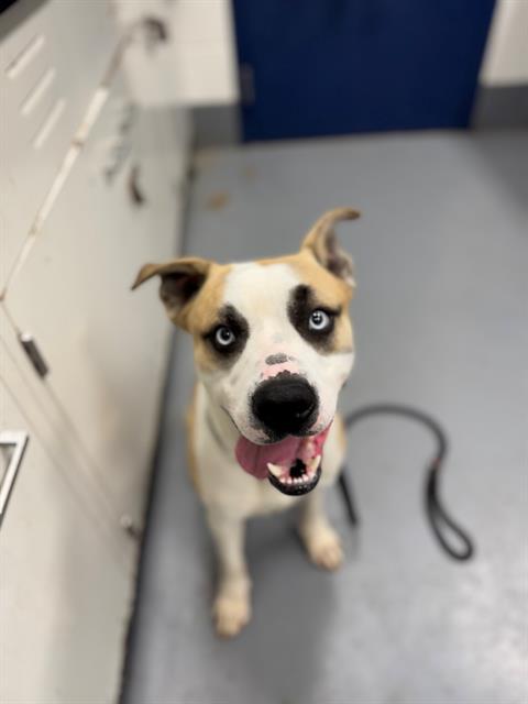 Enlarge GURGI, a Adoptable mixed breed in Peoria, IL image 1/1