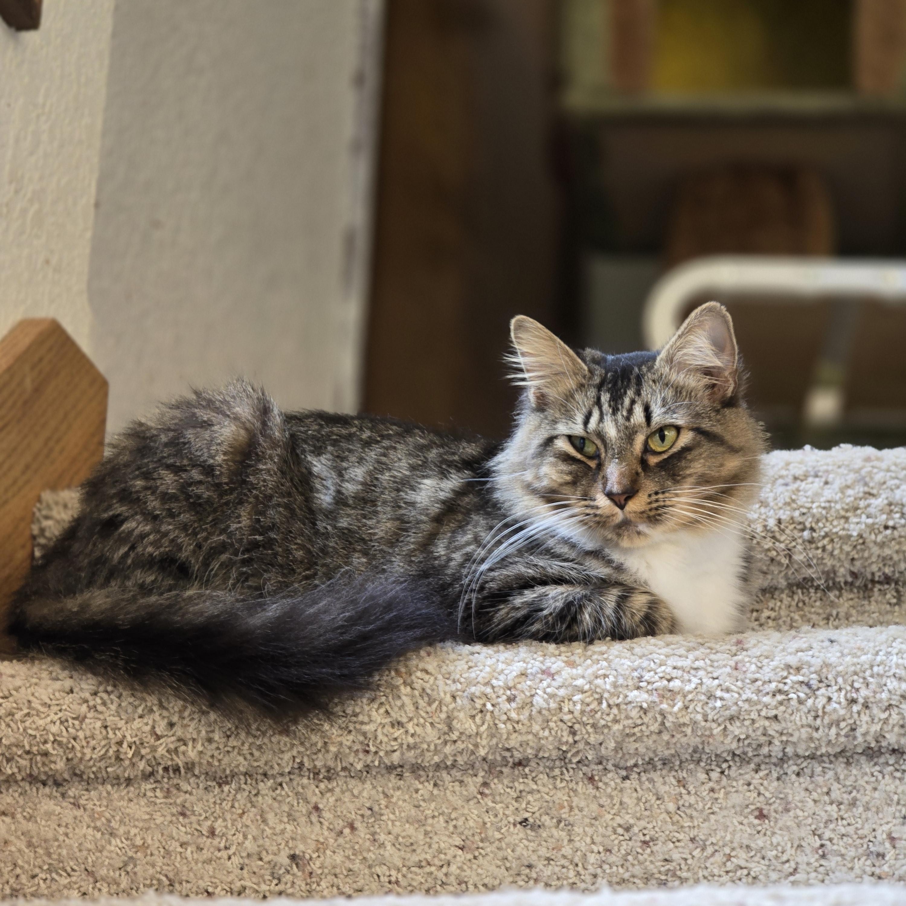 Lucky, Adoptable, Young Female Domestic Medium Hair & Tabby.