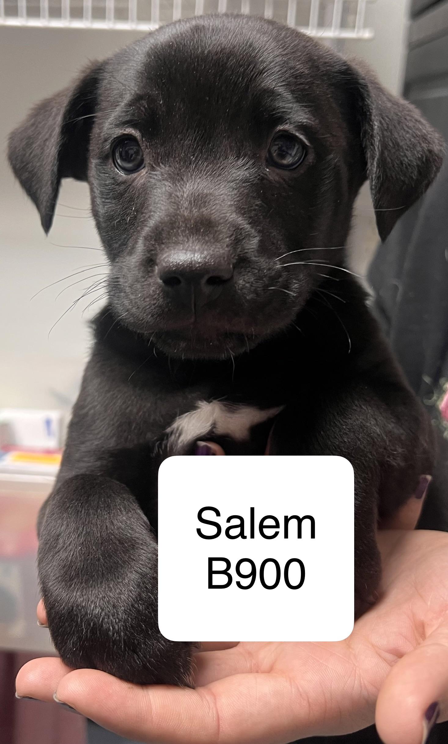 Enlarge Salem, an adopted mixed breed in Morganton, NC image 1/1