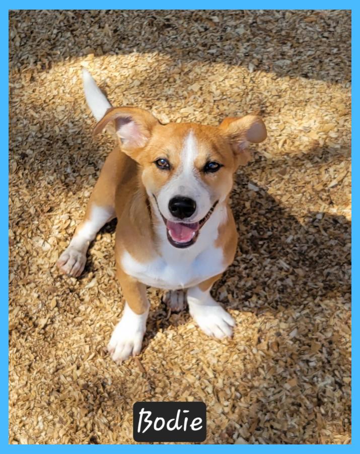 Enlarge Bodie, a Adoptable mixed breed in Granbury, TX image 3/4