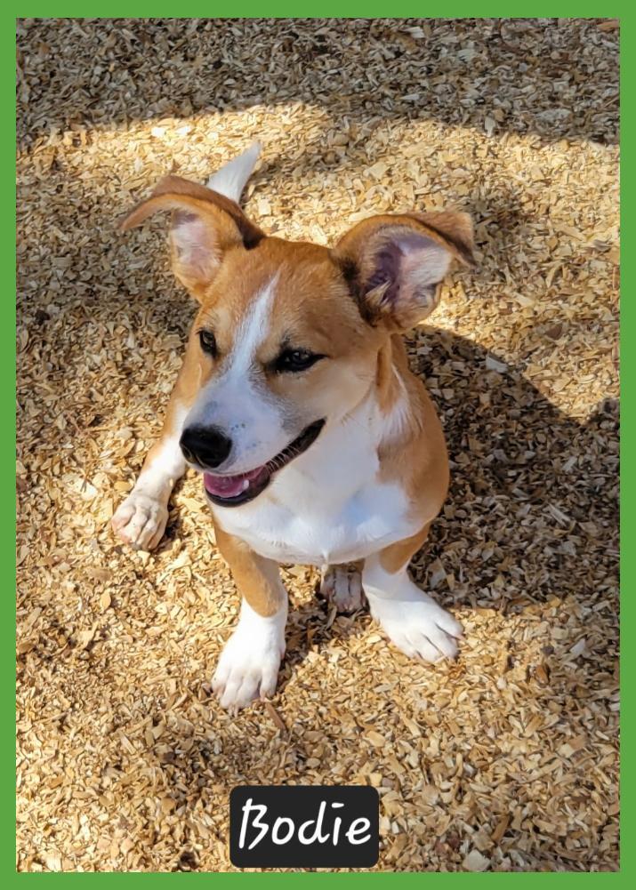 Enlarge Bodie, a Adoptable mixed breed in Granbury, TX image 4/4
