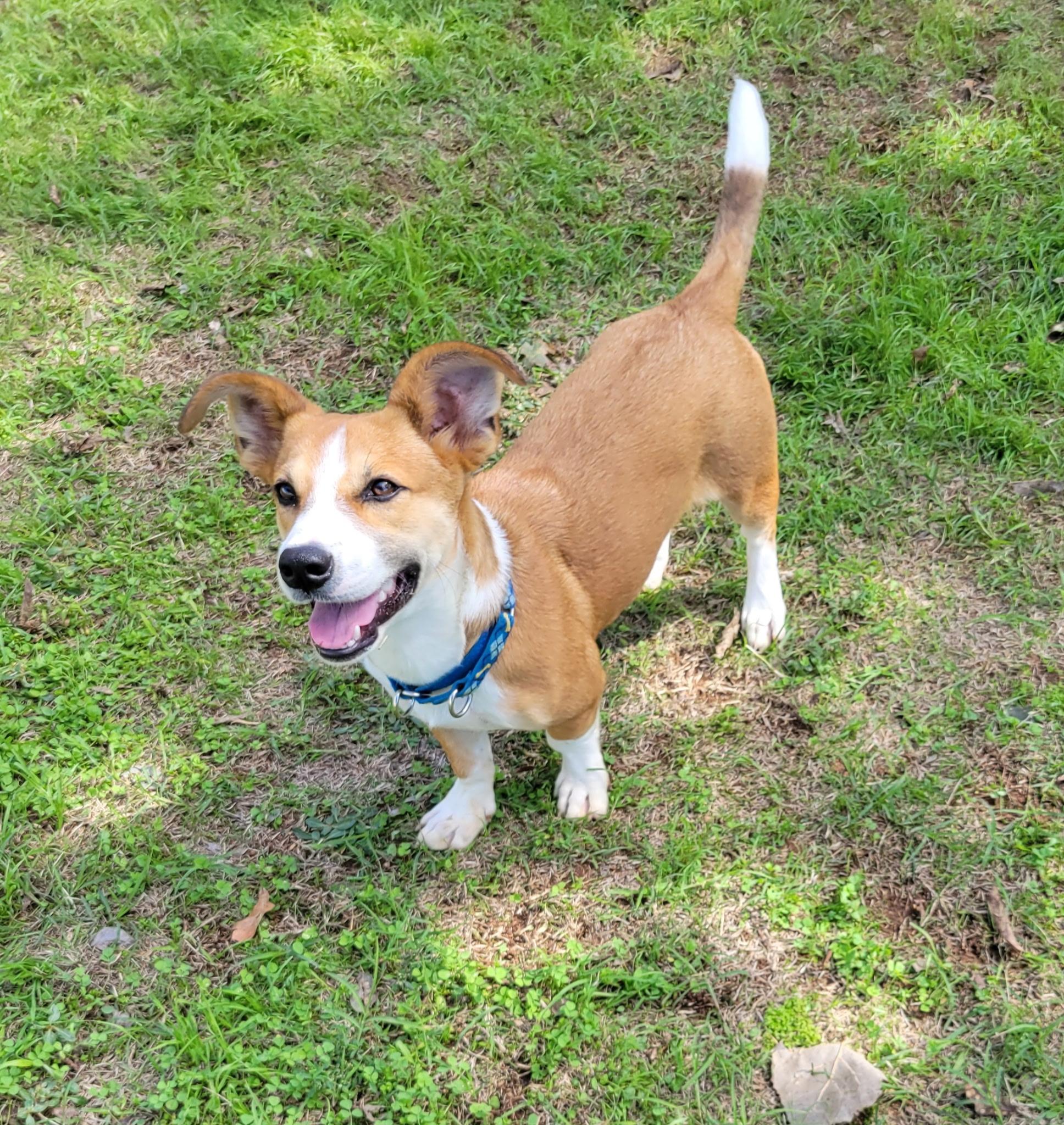Bodie, Adoptable, Young Male Corgi.
