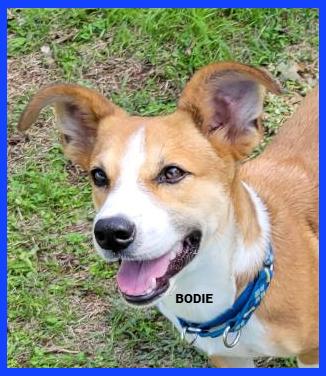 Enlarge Bodie, a Adoptable mixed breed in Granbury, TX image 2/4