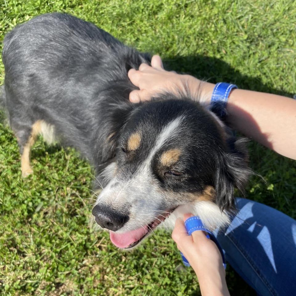 Miranda, Adoptable, Adult Female Australian Shepherd.