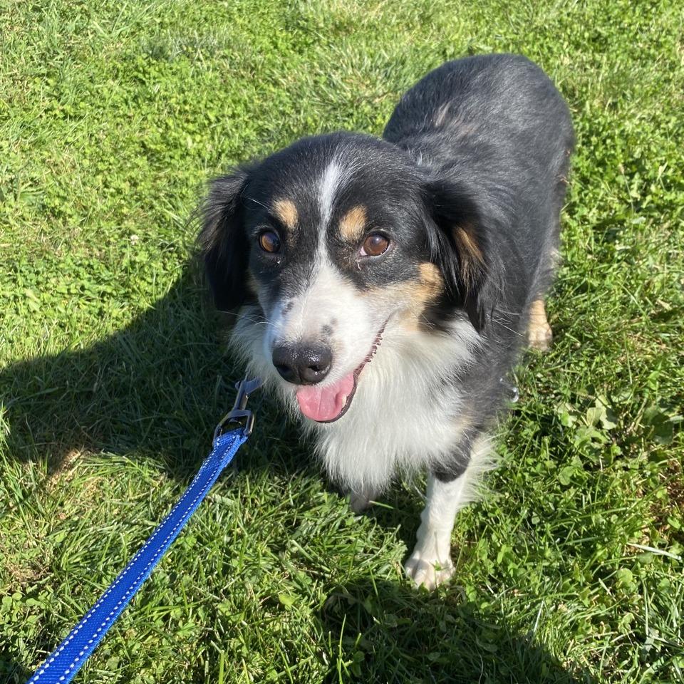 Enlarge Miranda, a Adoptable Australian Shepherd in Norfolk, NE image 2/4